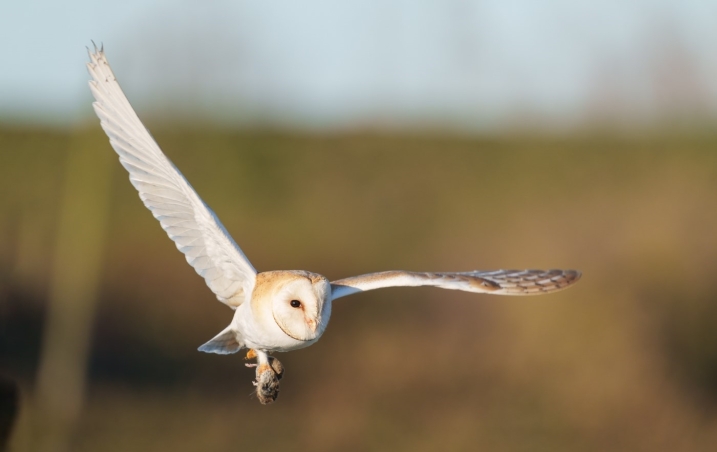 Barn owl Cliff Gilbert 1.jpg